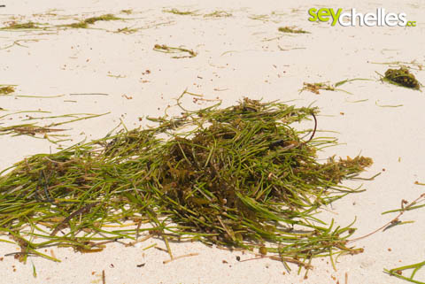 seaweed or seagrass on seychelles beaches