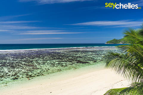Allamanda Seychellen Strand