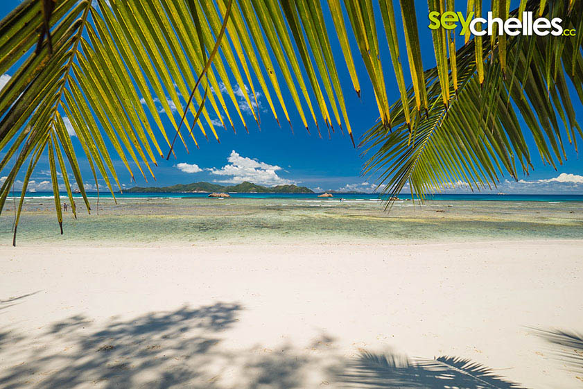 palm leafs on anse severe on la digue