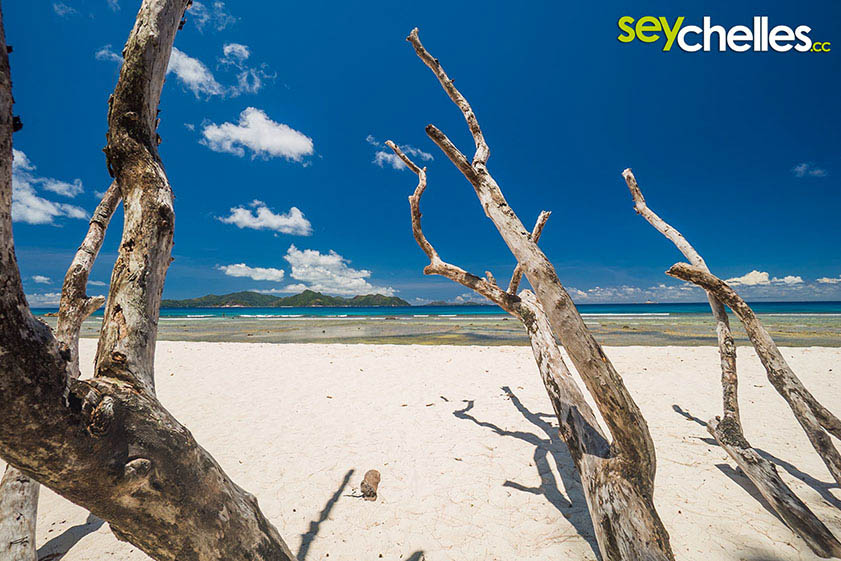 old takamaka tree on anse severe