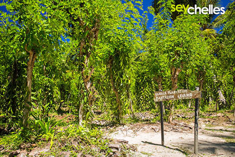 la digue vanilleplantage