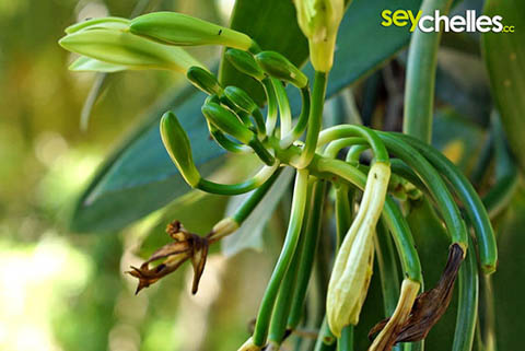 vanilleblüte auf la digue