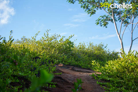 ausgetretener pfad kurz vor dem aussichtspunkt
