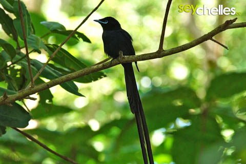 male paradise flycatcher in the veuve on la digue