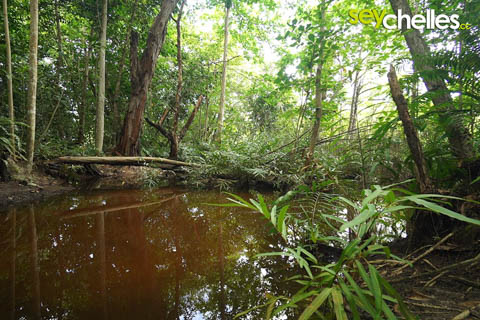 pond in the veuve on la digue, seychelles