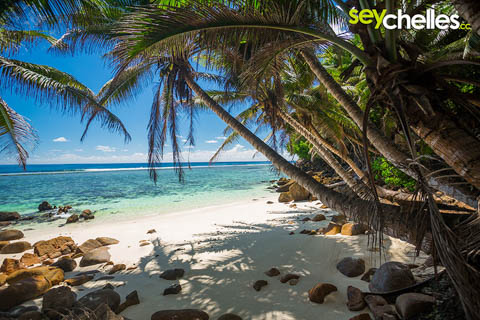 shady palm-trees on anse baleine