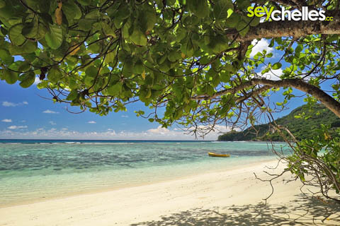 shady bush on anse marie louise