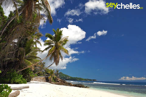 palm-trees on anse parnel in the south of mahe