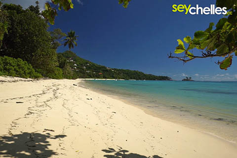 under shady bushes in the anse royale