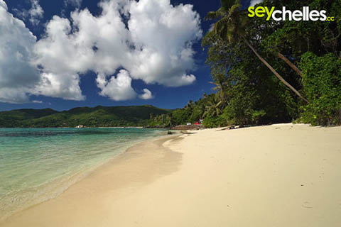 beautiful palm-trees on anse royale, mahe