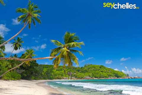 tilted palm-trees on anse takamaka