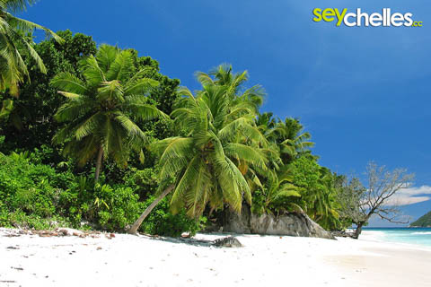 ile therese - beach with palmtrees