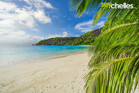 anse la liberte with palm tree