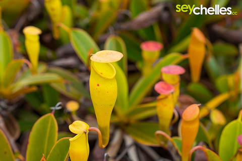 mount copolia - pitcher plants