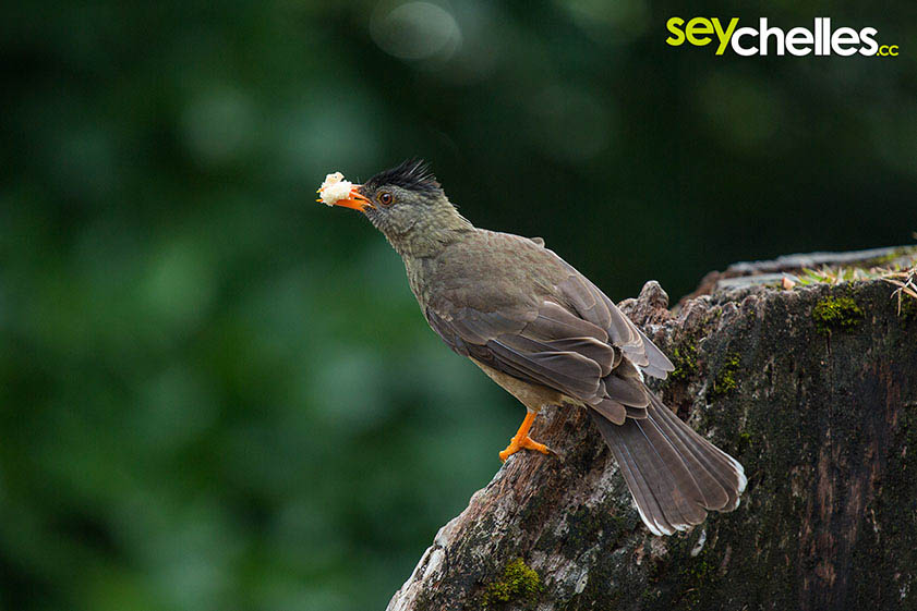 feeding seychelles birds at the mission lodge parkground
