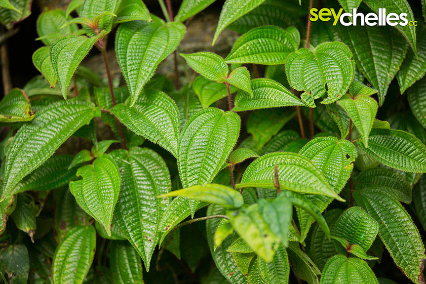 tropical vegetation in the wet surroundings of the mission lodge