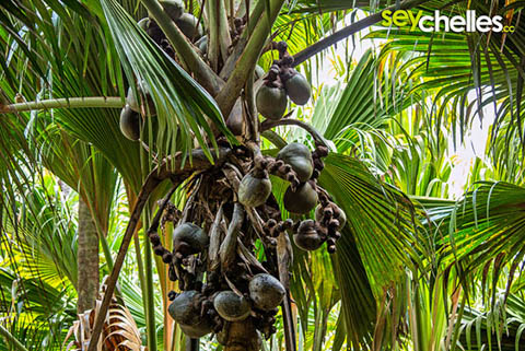 weibliche coco de mer im vallee de mai