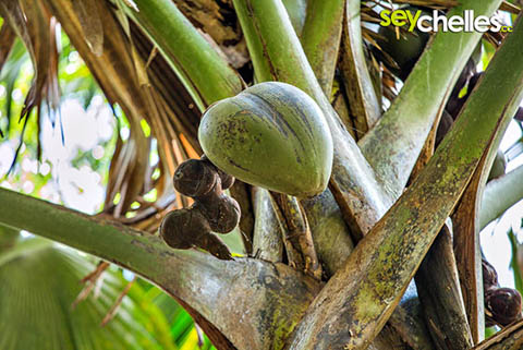 der größte samen der welt - coco de mer im vallee de mai