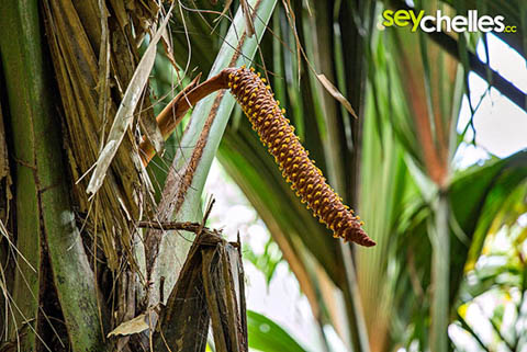 die männliche coco de mer im vallee de mai