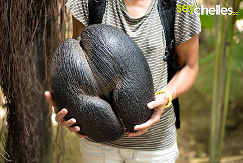 die cocos de mer - streng geschützt im vallee de mai