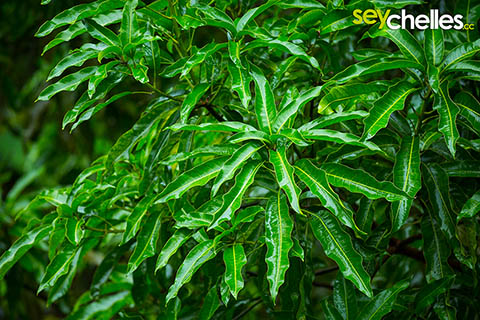 Seychellen bei Schlechtwetter? Einfach auf der Terrasse entspannen!