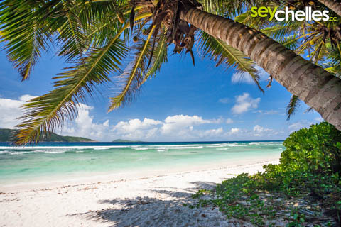 shady palmtrees on anse banane - la digue