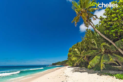 beautiful cocos palm trees on anse fourmis on la digue