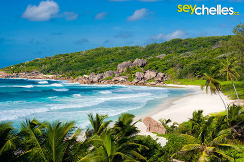 palm-trees on grand anse