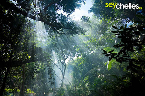 smoke in the tropical forests of la digue