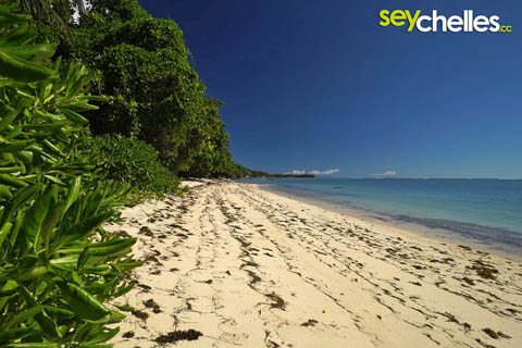 anse aux pins mit seegras