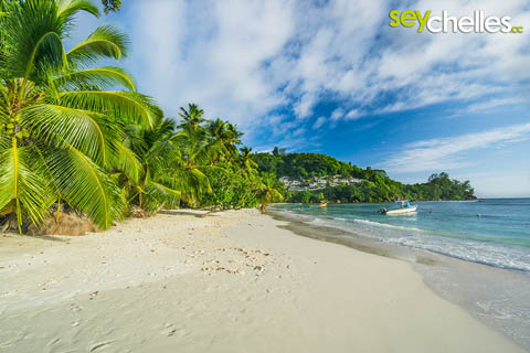 baie lazare palmen kurz vor sonnenuntergang
