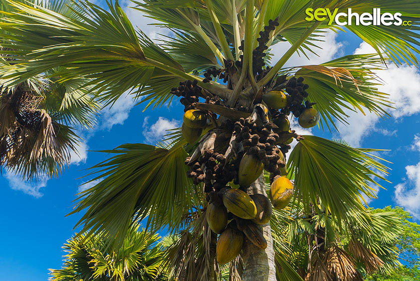 coco de mer - botanical garden victoria