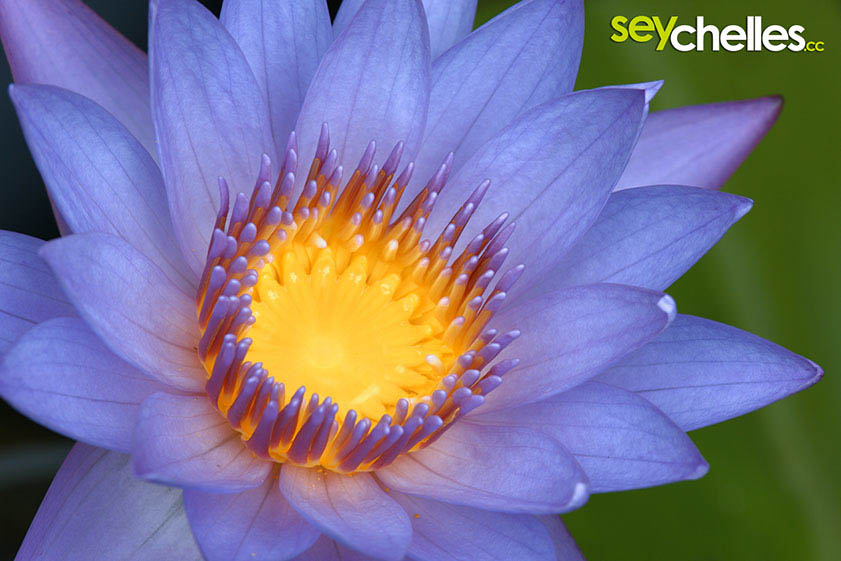 beautiful lotus flower