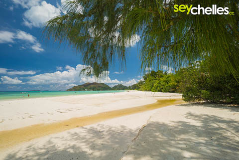shady trees on anse volbert, praslin