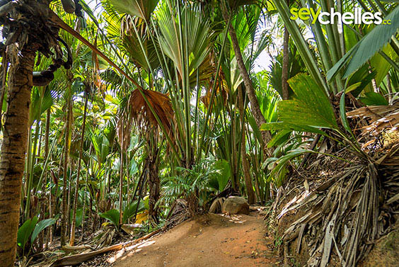 path through the vallee de mai
