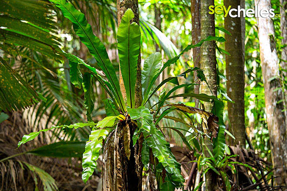 tropical ferns in the vallee de mai on praslin