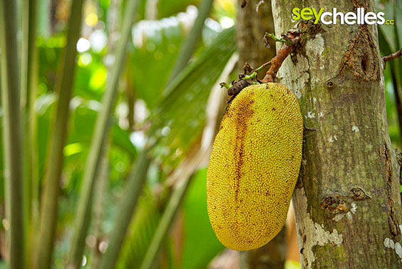 jack fruit vallee de mai